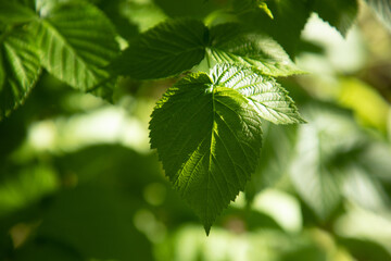 Branch with young green leaves in sunlight. Natural green background. Close-up, front view