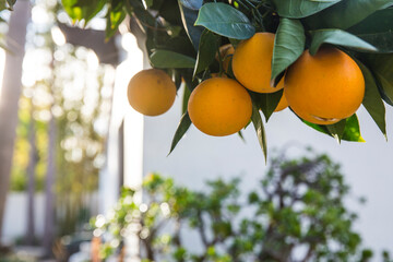 A backyard orange tree in Los Angeles, California