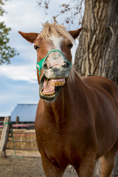 Horse making funny face while yawning