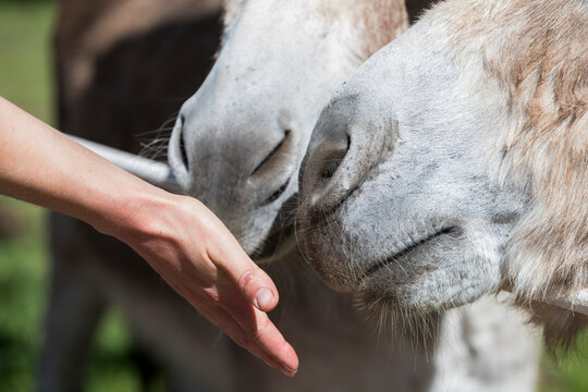 A female reaches out her hand to the noses of two donkeys