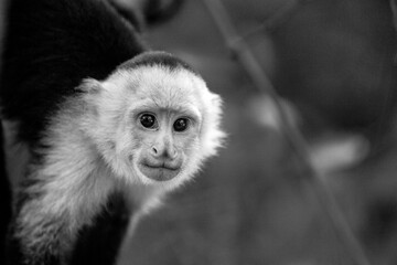Portrait of capuchin monkey in forest