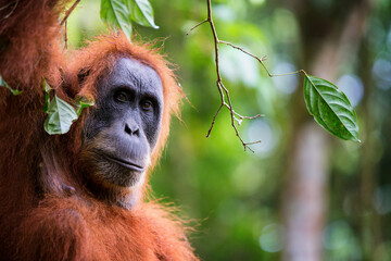 Critically endangered female Sumatran orangutan (Pongo abelii), Gunung Leuser National Park, Sumatra, Indonesia
