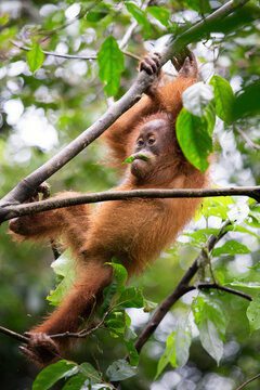Baby Sumatran orangutan (Pongo abelii) hanging on branch