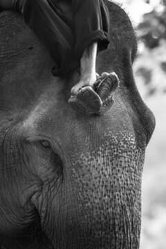 Person riding on Sumatran elephant (Elephas maximus sumatranus)