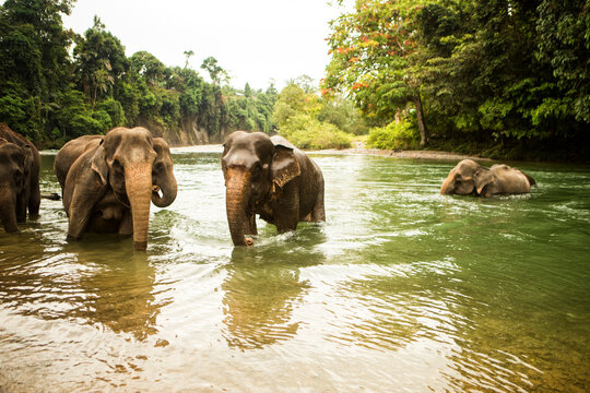 Family of Sumatran elephants (Elephas maximus sumatranus) bathing in river