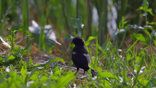 Billed Dark Bird Amidst Green Plants On Land During Sunny Day - Arvada, Colorado