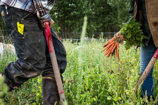 An Anonymous Farmer Holding Bunch Of Carrots In The Field
