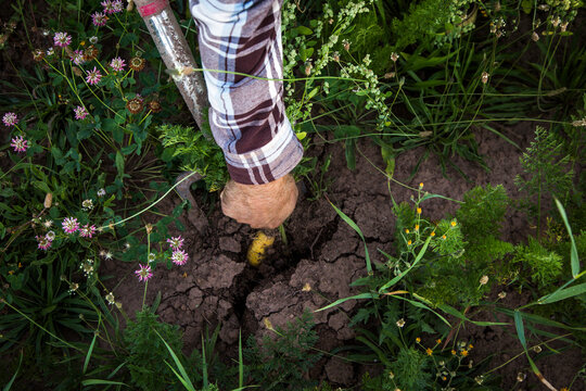 Unknown Farmer Picking Carrot On The Field