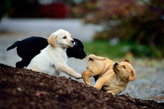 Close-up Of Puppies Playing Together