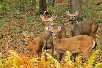 Whitetail deer family in PA Fall