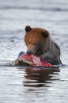 Grizzly bear&Acirc;&nbsp;(Ursus&Acirc;&nbsp;arctos&Acirc;&nbsp;ssp.) feeding on salmon in river, Katmai National Park, Alaska, USA