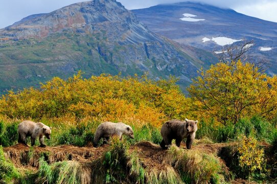 Grizzly bears&Acirc;&nbsp;(Ursus&Acirc;&nbsp;arctos&Acirc;&nbsp;ssp.) in Katmai National Park, Alaska, USA