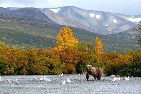 Grizzly bear&Acirc;&nbsp;(Ursus&Acirc;&nbsp;arctos&Acirc;&nbsp;ssp.) and birds in lake in Katmai National Park, Alaska, USA
