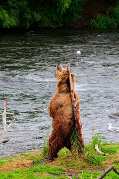 Grizzly bear&Acirc;&nbsp;(Ursus&Acirc;&nbsp;arctos&Acirc;&nbsp;ssp.) scratching back on tree, Katmai National Park, Alaska, USA