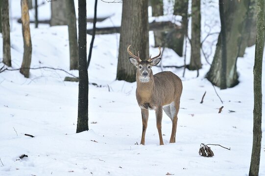 Whitetail buck in PA winter woods