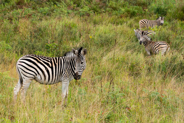 Zebras in the Mlilwane Wildlife refuge, a game reserve in Swaziland.