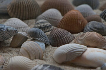 collection of shells in many forms and colors