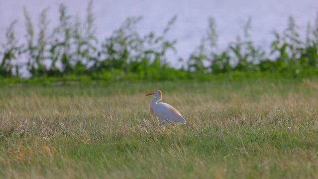 Slow Motion Panning Shot Of White Cattle Egret Walking On Grassy Land - Arvada, Colorado