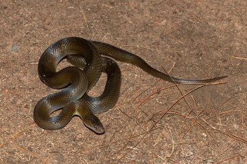 Olive Snake (Lycodonomorphus inornatus)