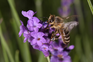 Biene auf Lavendelblüte