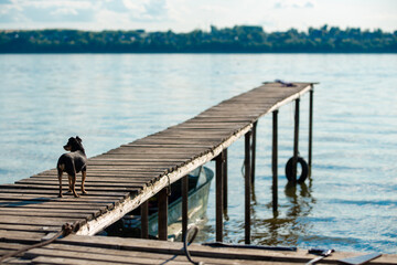 a small dog stands on a pier by the river