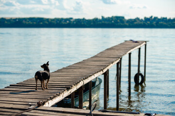 a small dog stands on a pier by the river