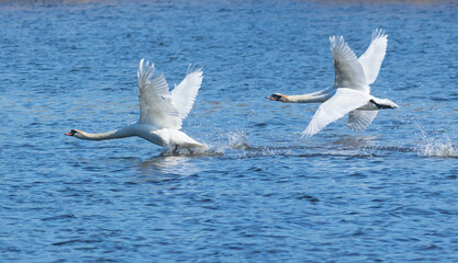 Fototapeta na wymiar Mute swan, Cygnus olor. Swans take off from the surface of the river