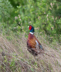Common Pheasant, Phasianus colchicus. The male walks through the meadow
