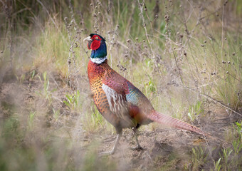 Common Pheasant, Phasianus colchicus. The male walks through the meadow