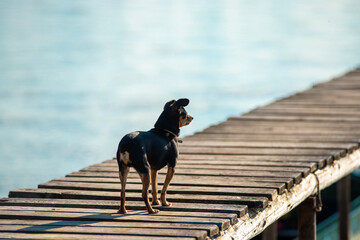 a small dog stands on a pier by the river