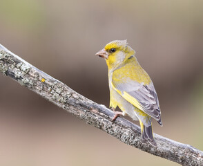European Greenfinch, Chloris chloris. A bird sits on a branch and looks into the distance