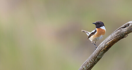 European stonechat, Saxicola rubicola, Saxicola torquata. The male sits on a branch. Space for text