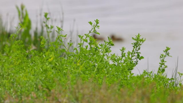Slow Motion Shot Of Cute Ducklings Swimming On Rippled Lake By Green Plants Over Land - Arvada, Colorado