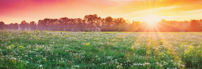 Beautiful view of the sunset on the field with fluffy white dandelions. - obrazy, fototapety, plakaty