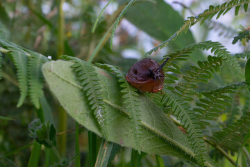 slug crawls on a green leaf