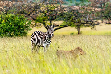 a zebra and a warthog in the Mlilwane Wildlife, a game reserve in Swaziland