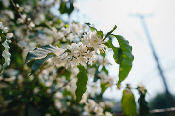 coffee blossoms at the coffee plant in the garden