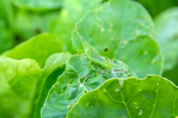 Atractomorpha on the kale leaf, Atractomorpha is a genus in the Pyrgomorphidae, a family of grasshoppers, found in Africa, Asia, and Australia