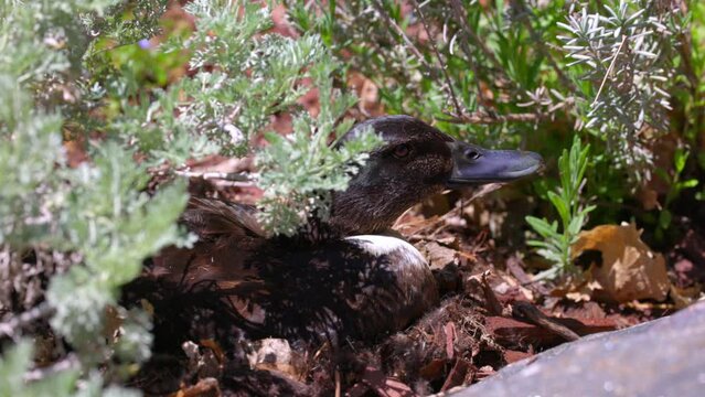 Slow Motion Of American Black Duck Quacking Amidst Plants On Sunny Day - Arvada, Colorado