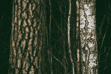 pine bark close up, white birch tree, tree trunks, forest close up, birch bark, monochrome...