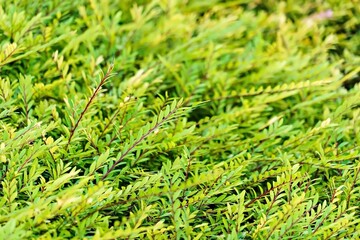 Leaves green background.