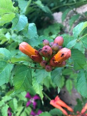 Bonsais, flores de colores y plantas