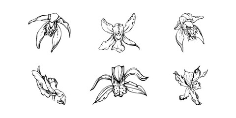 Hand drawn vector ink orchid flowers and branches, monochrome, detailed outline. Single flowers, leaves, stems. Isolated on white background. Design for wall art, wedding, print, tattoo, cover, card. © Elena