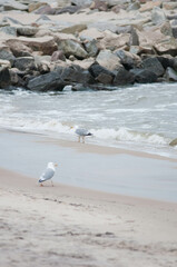 Baltic Sea, winter baltic sea, sea in poland,  waves, storm, seagulls, poland