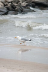 Baltic Sea, winter baltic sea, sea in poland,  waves, storm, seagulls, poland