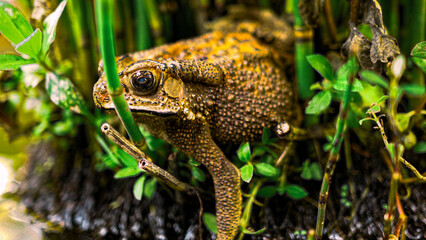 Close up view of brown-yellow frog (Asian common toad) amphibi hiding behind small bamboo root in a damp environment