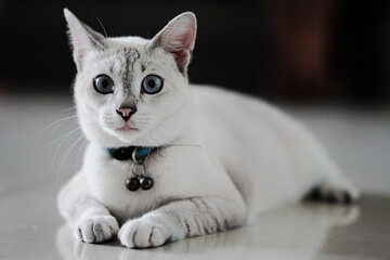 A male white cat with blue eyes is sitting on the floor looking forward to camera while wearing a...