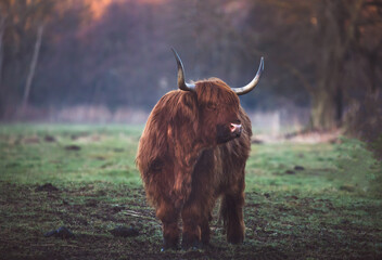 Scottish Highland Cow