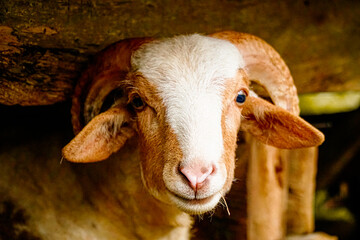 Close up view of brown-white Awassi sheep breed with two horns looking directly at the camera
