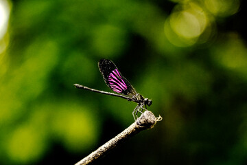 Close up view of purple-black-colored Euphaea variegate dragonfly (id: capung-beludru sunda) perched on the end of a tree branch